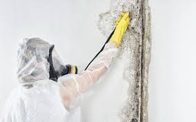 Best Dehumidification Services  in Bridgeview, IL